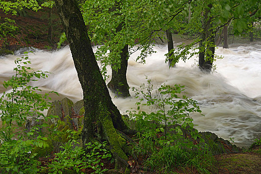 瀑布,河,洪水,奔流,阿莱克西斯巴特,萨克森安哈尔特,德国,欧洲