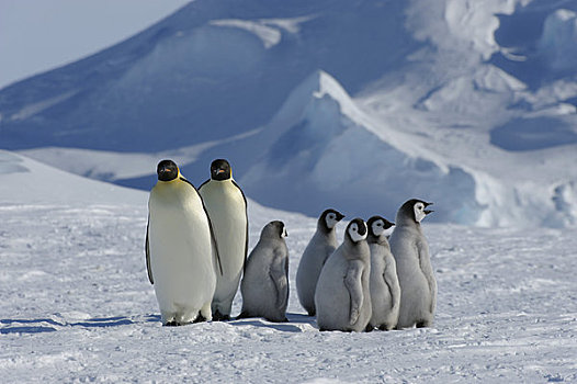 南极,威德尔海,雪丘岛,帝企鹅,成年,迅速,冰