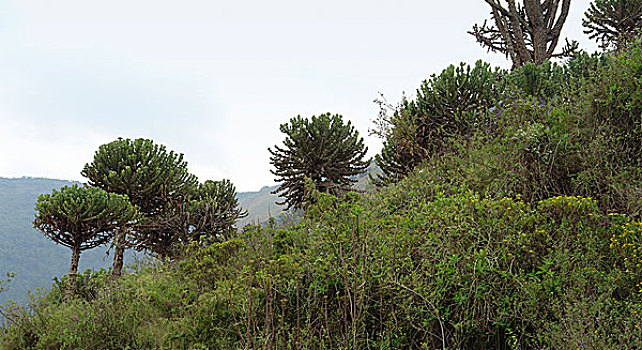植物,靠近,火山口,非洲