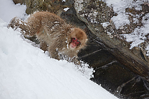 日本猕猴,雪猴,攀登,斜坡,冬天,雪