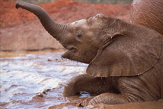 非洲象,孤儿,玩,查沃,猴面包树,泥,浴室,东察沃国家公园,肯尼亚