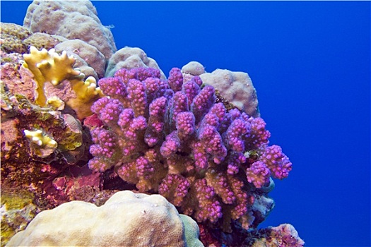 珊瑚礁,粉色,珊瑚,仰视,热带,海洋,蓝色背景,水,背景