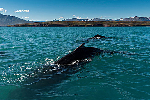 驼背鲸,大翅鲸属,鲸鱼,游动,冰岛,欧洲