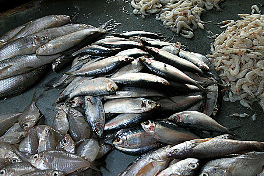 鱼,市场,小,禁止,抓住,达卡,2007年