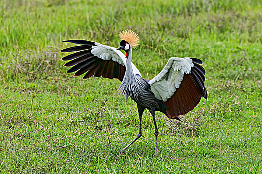灰色,冠鹤,恩戈罗恩戈罗,坦桑尼亚,非洲
