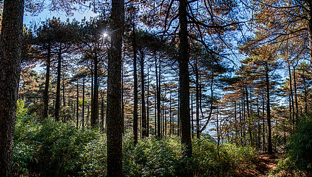 江西上饶三清山西海岸群山中的台湾松松林栈道