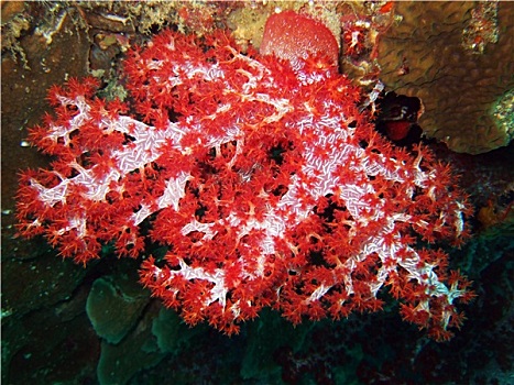深红色,软珊瑚,斯米兰群岛