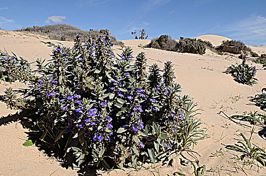 沙漠植物,盛开,国家公园,新南威尔士,澳大利亚
