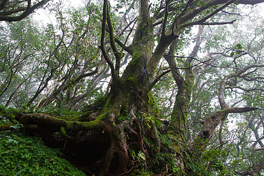 台北山区的森林步道绿树遮阴清新好空气