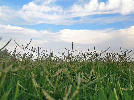 草原,绿地,绿草地
