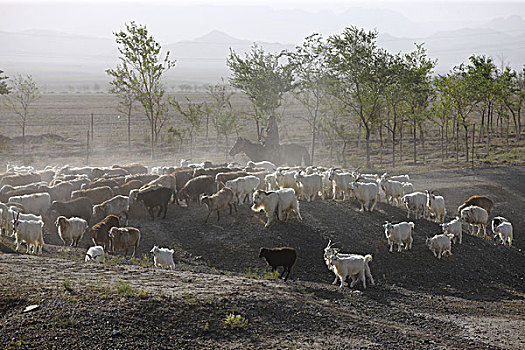 牧民赶羊,新疆塔城托里