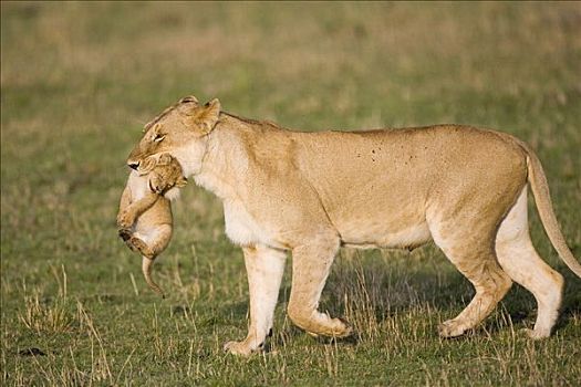 非洲狮,狮子,母兽,移动,四个,星期,老,幼兽,脆弱,马赛马拉国家保护区,肯尼亚