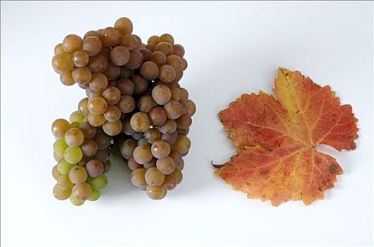 葡萄,品种,叶子