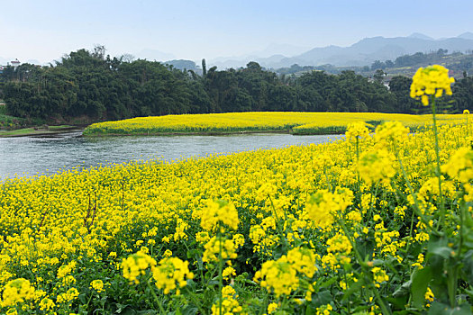 油菜花