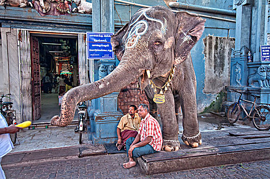 印度,泰米尔纳德邦,寺庙,大象
