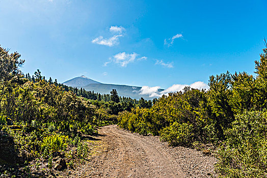 碎石路,徒步旅行,背影,火山,泰德峰,泰德国家公园,公园,特内里费岛,加纳利群岛,西班牙,欧洲