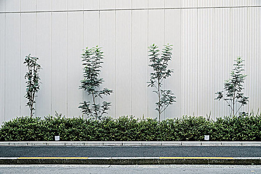 植物,路边,东京