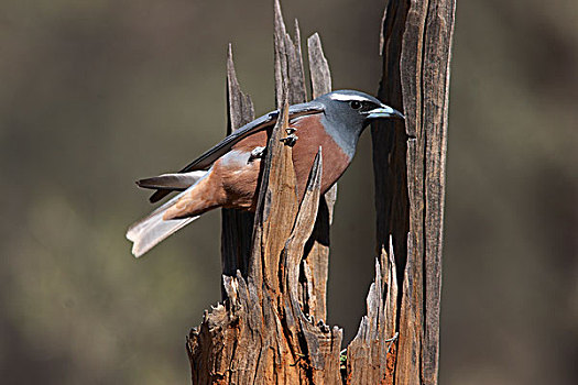 巢,中空,树桩,新南威尔士,澳大利亚