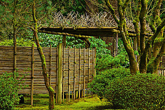 竹子,栅栏,早春,波特兰,日式庭园,俄勒冈,美国