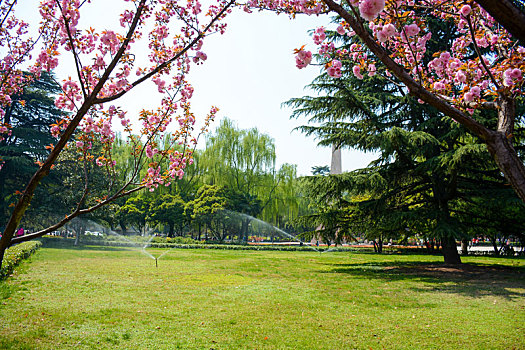 校园樱花盛景