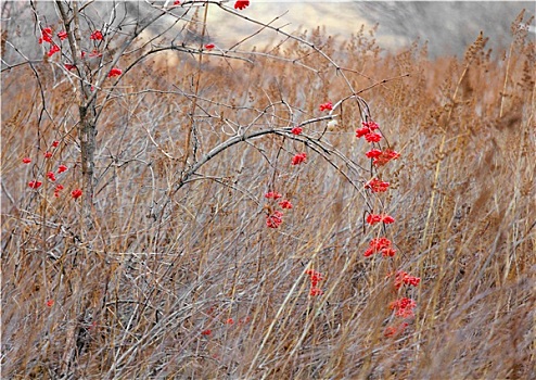 红花,树林,季节