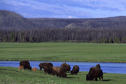 美国,怀俄明,黄石国家公园,喷泉,野牛,牧群,放牧