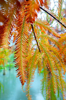 秋季来了落羽松森林里的落羽松叶子变红了
