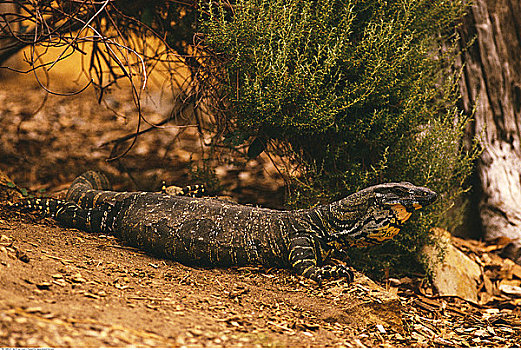 蜥蜴,澳大利亚