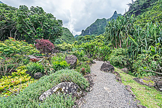 夏威夷,考艾岛,花园,保存,大幅,尺寸