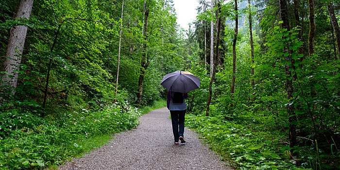 女人,伞,雨,远足,木头