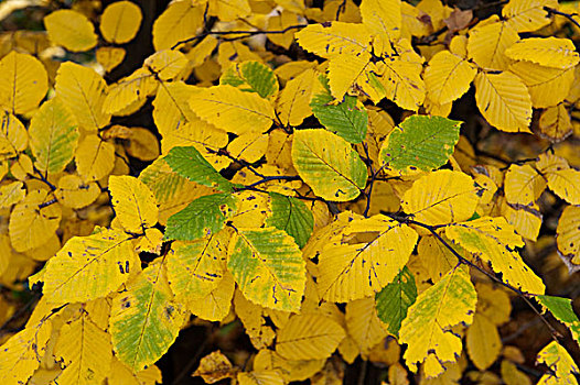 黄色,秋叶,铁树