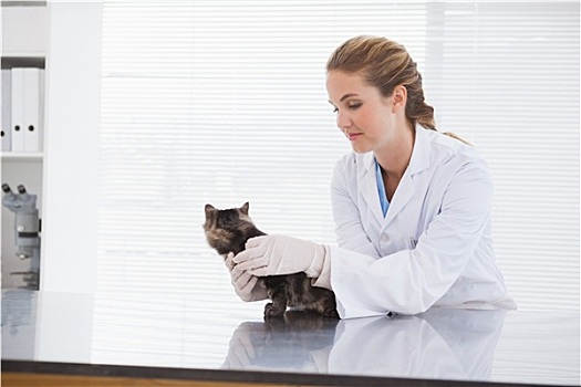 兽医,检查,小猫