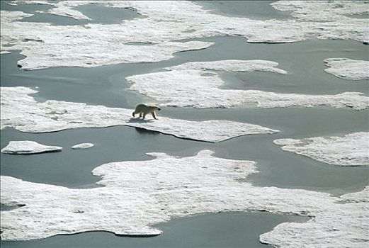 北极熊,冰原,解冻,艾利斯摩尔岛,加拿大