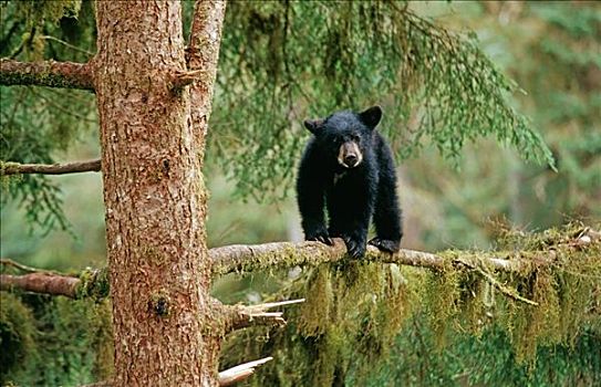 黑熊,幼兽,平衡性,肢体,树上,溪流,通加斯国家森林,东南阿拉斯加,夏天