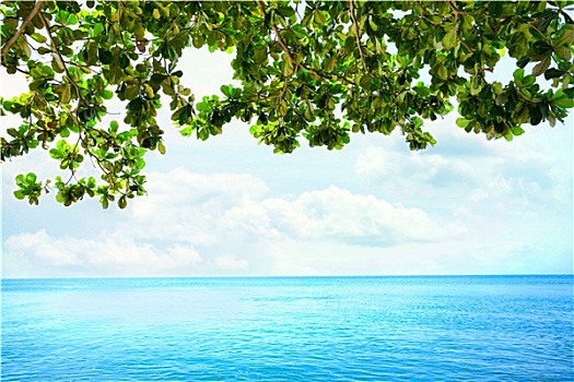 绿叶,悬挂,树,上方,蓝色,海洋,地平线