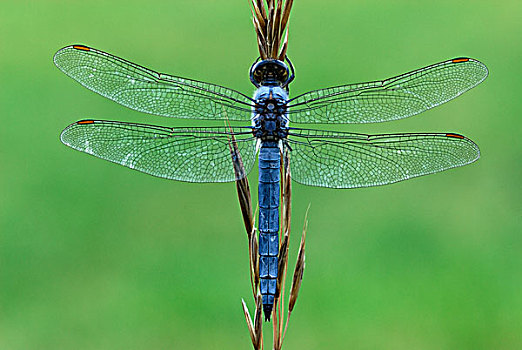 南方,蜻蜓,马尔康杜国家公园,普罗旺斯,法国