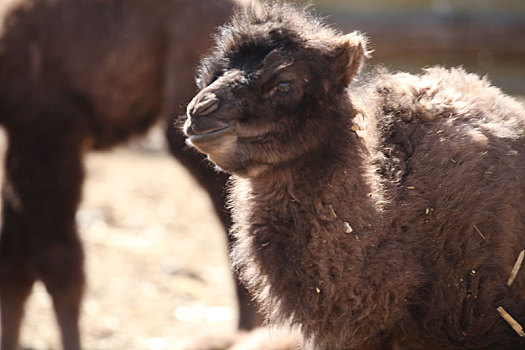 新疆哈密,春季新出生的驼羔
