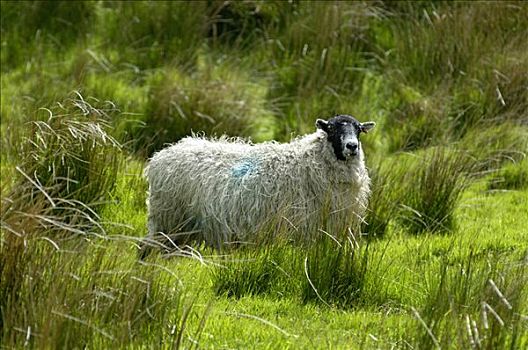 绵羊,达特姆尔高原,国家公园,德文郡,英格兰
