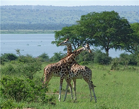 雄性,长颈鹿,争斗,非洲