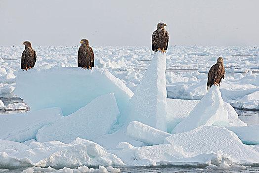 白尾鹰,白尾海雕,冰冻,湾,冬天