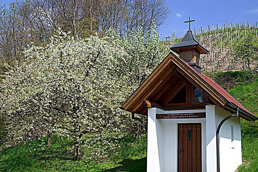 德国,小教堂,盛开,苹果树,春天