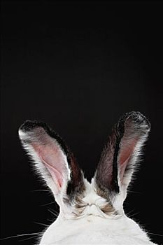 耳,兔子