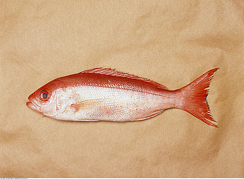 红鲷鱼