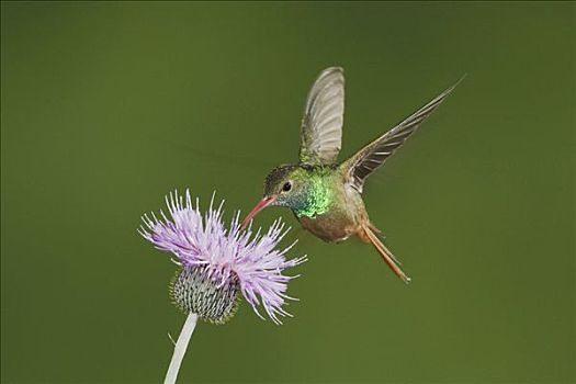 蜂鸟,雄性,飞行,蓟属植物,花,沿岸,弯曲,南,德克萨斯,美国