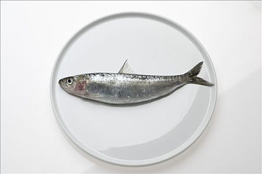 构图,沙丁鱼,白色,盘子