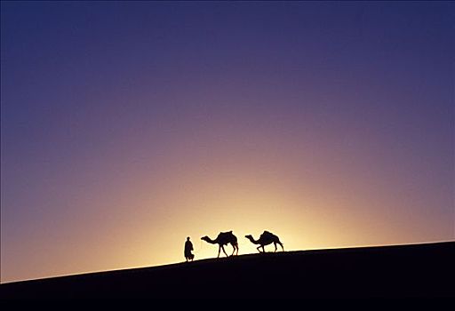 部落男人,剪影,两个,骆驼,上面,沙丘,撒哈拉沙漠,区域,摩洛哥