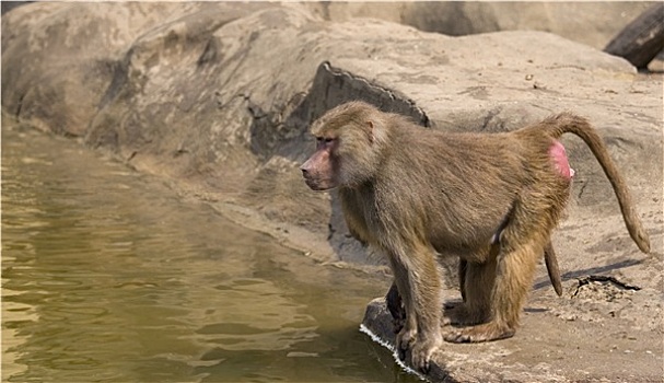 猴子,水