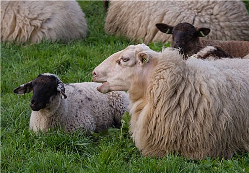 绵羊,围绕,小,羊羔
