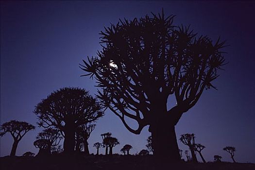 抖树,二歧芦荟,逆光,月亮,纳米比亚