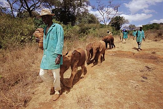 非洲象,小,看护,室外,灌木,泥,翻腾,东察沃国家公园,肯尼亚